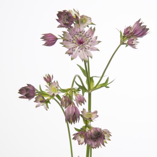 50x Astrantia star of africa 60cm