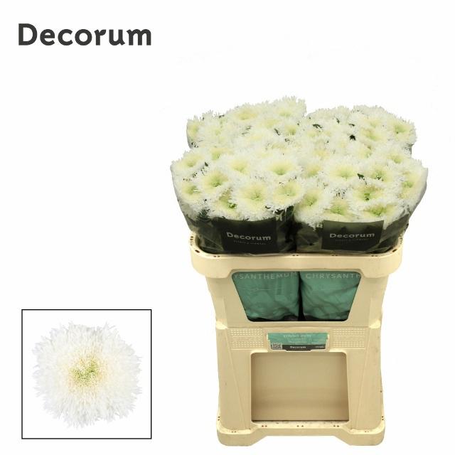 10x Chrysant etrusko white 70cm