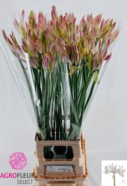 10x Nerine bicolor bionce 80cm
