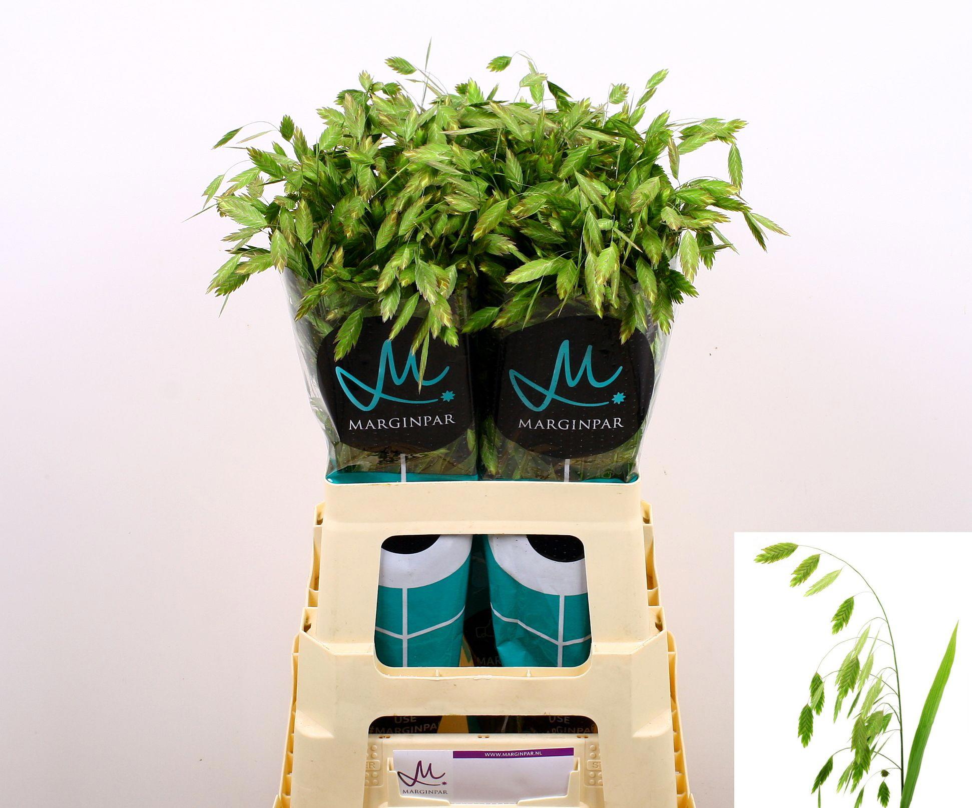 50x Gs chasmanthium latifolum 70cm