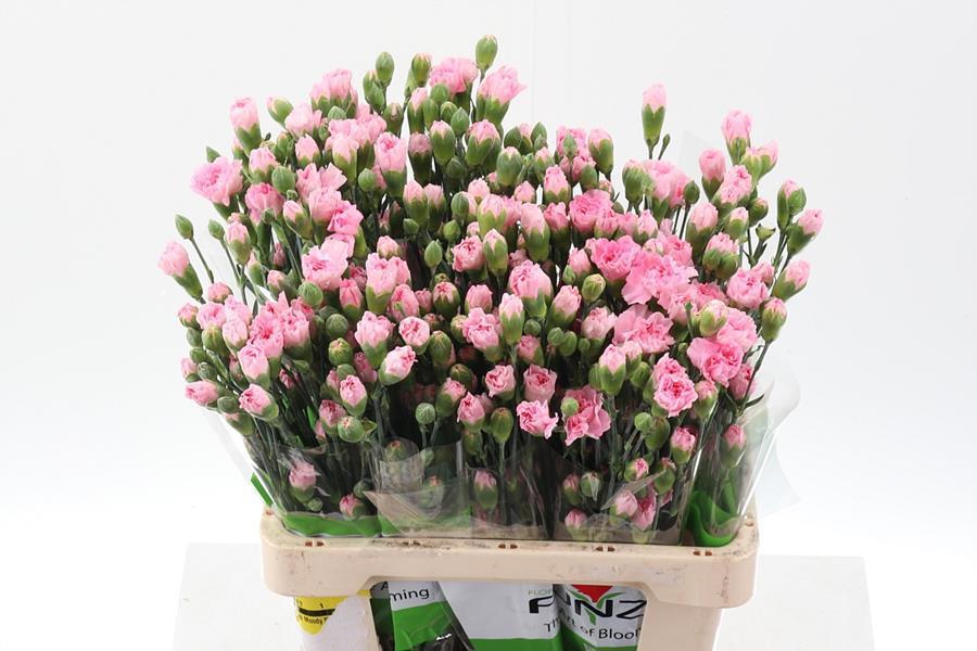 20x Dian.tr.roxanne 60cm