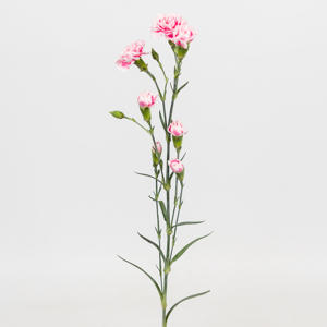 20x Dian.tr.skyline 60cm