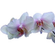 25x Phal.omega