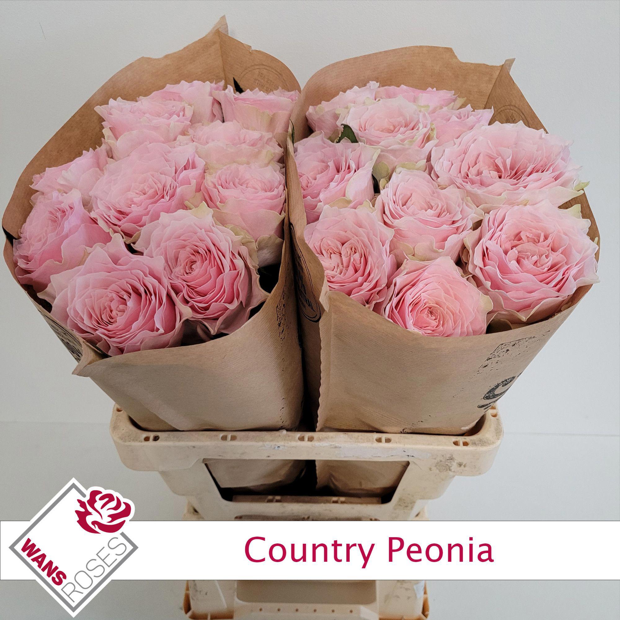 10x Rosa country spirit peonia 60cm