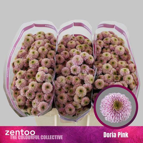 25x Chrysant san.doria pink 50cm