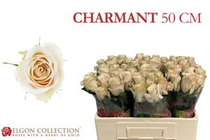 20x Rosa charmant 50cm