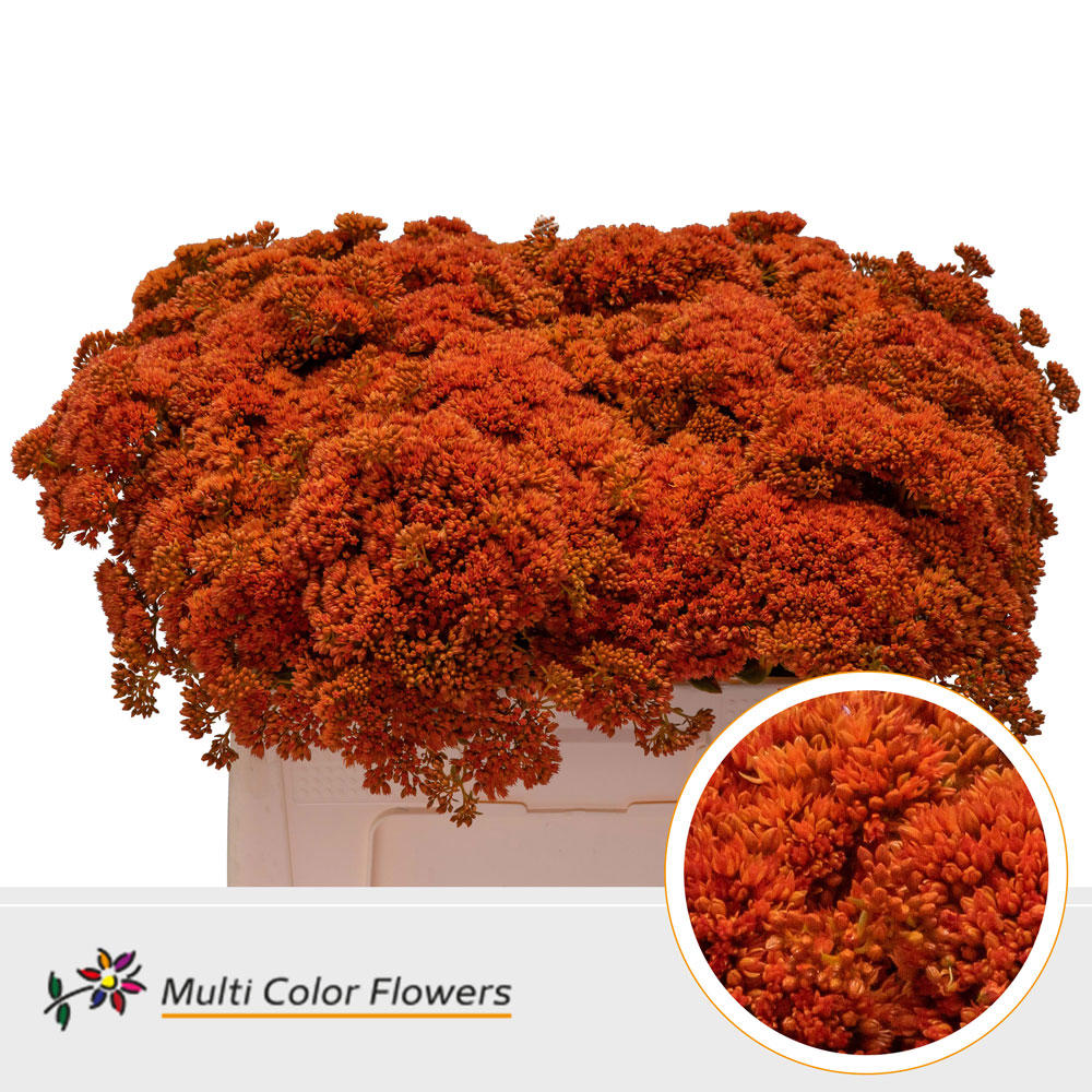 25x Sedum oranje 50cm