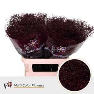 25x Gipskruid m.stars bordeaux 80cm