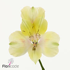 10x Alstroemeria melon 70cm