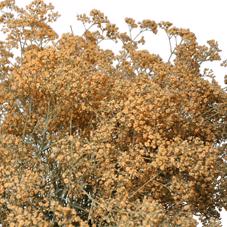 25x Gipskruid m.stars apricot 80cm