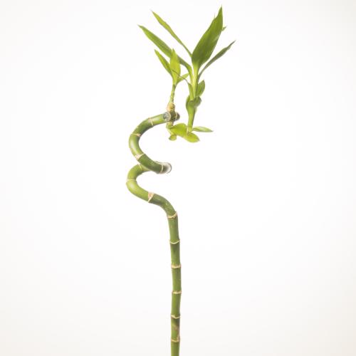 10x Sg drac.lucky bamboo 70cm
