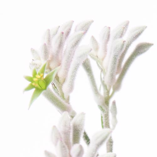 25x Anigoz.bush diamond 50cm