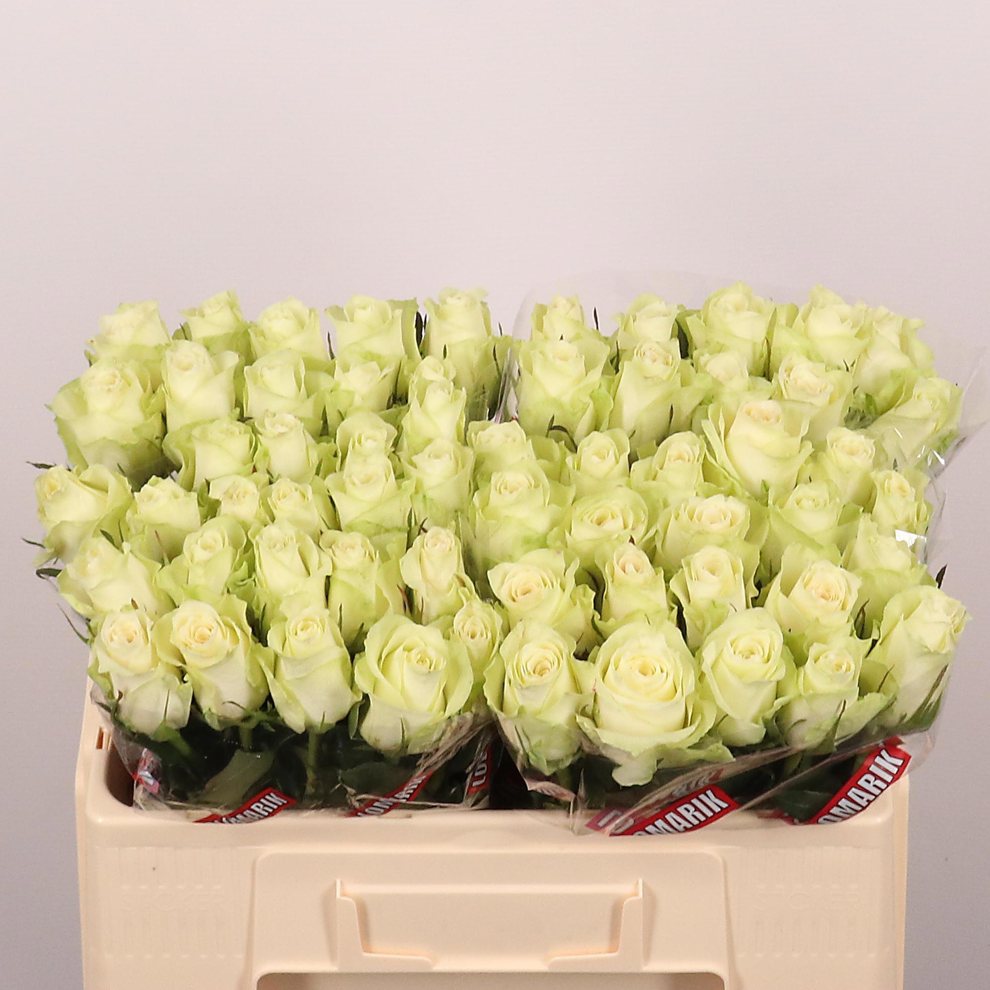 20x Rosa athena 50cm