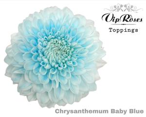20x Chrysant magnum baby blue 70cm