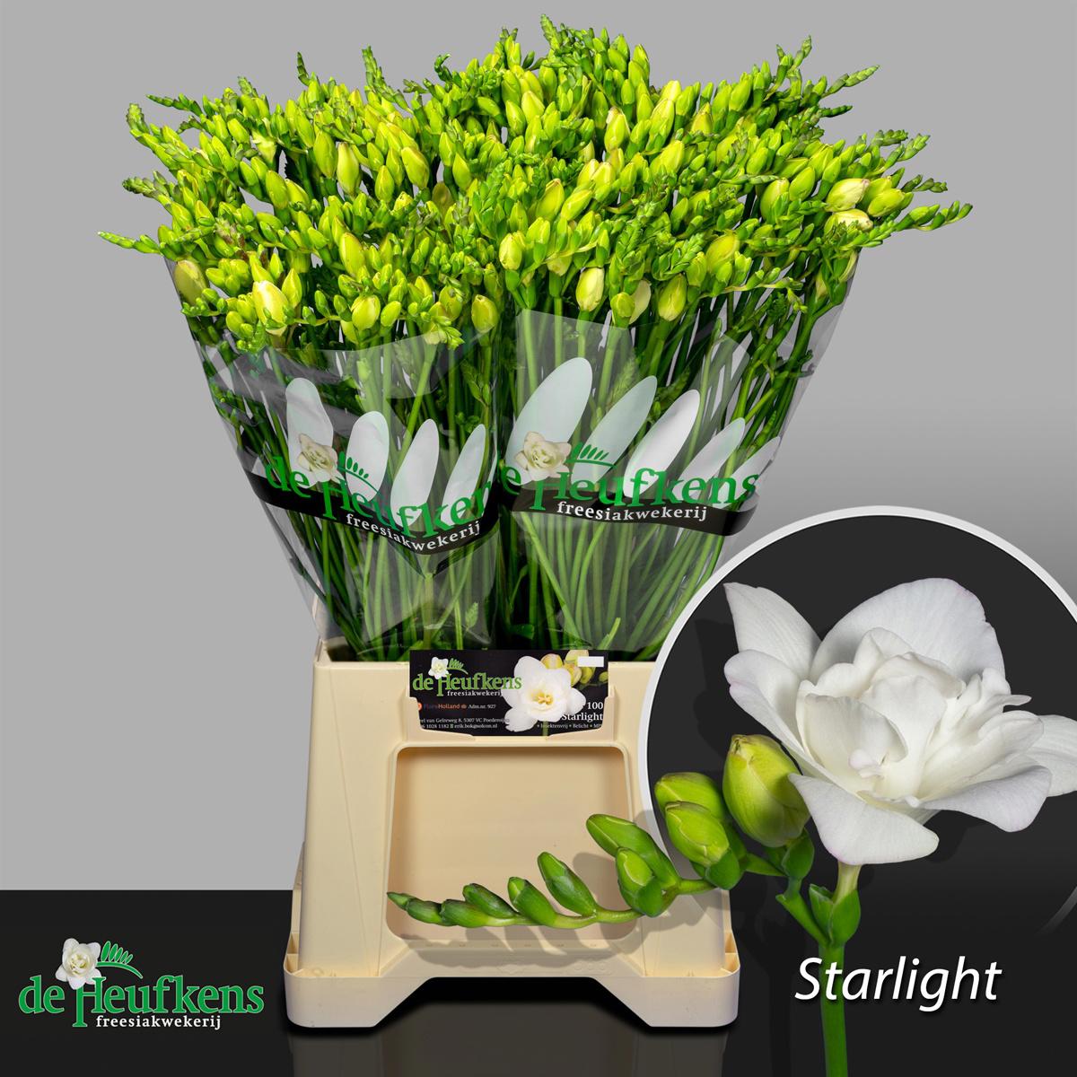 50x Frees.starlight 50cm