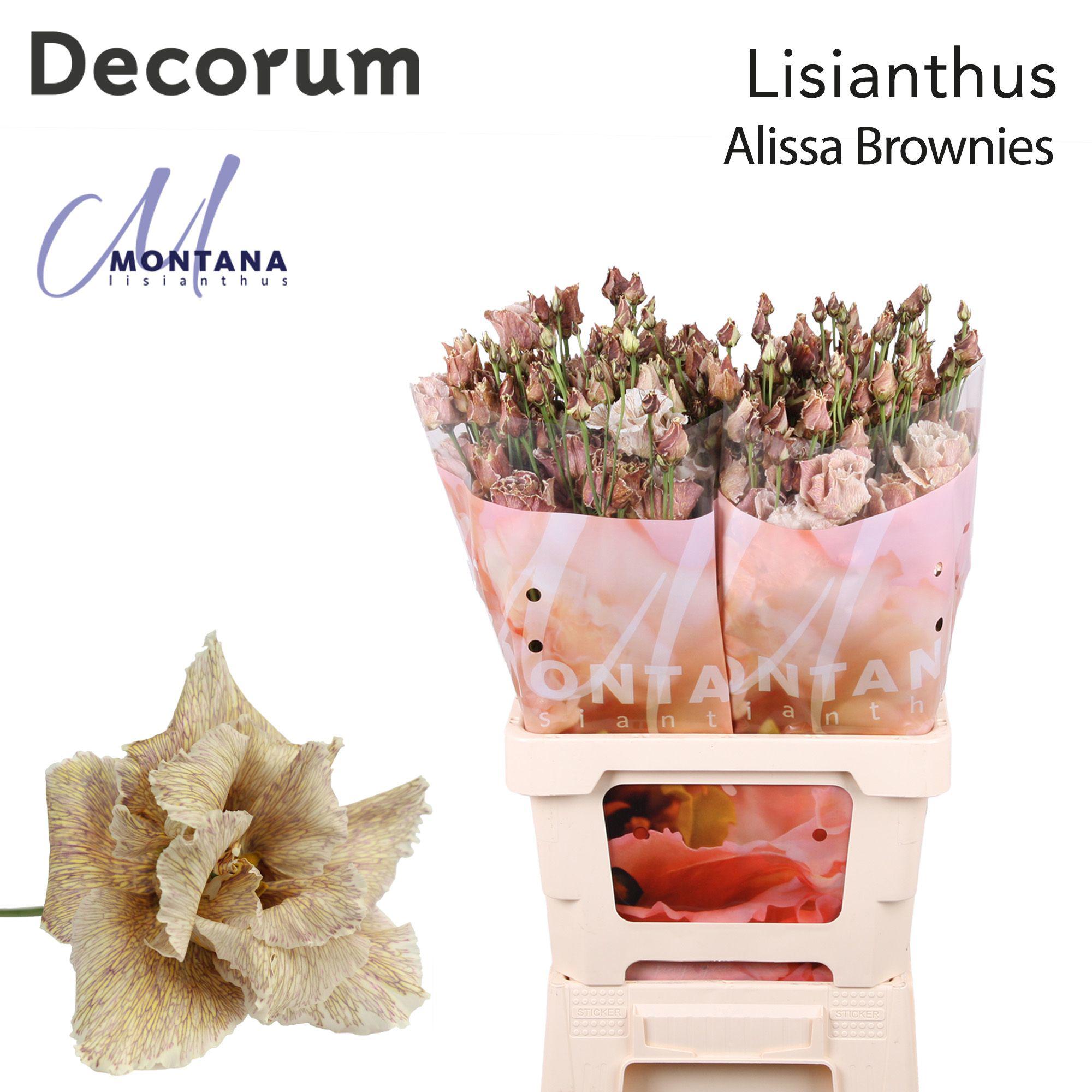 10x Eust. alissa brownies du 70cm