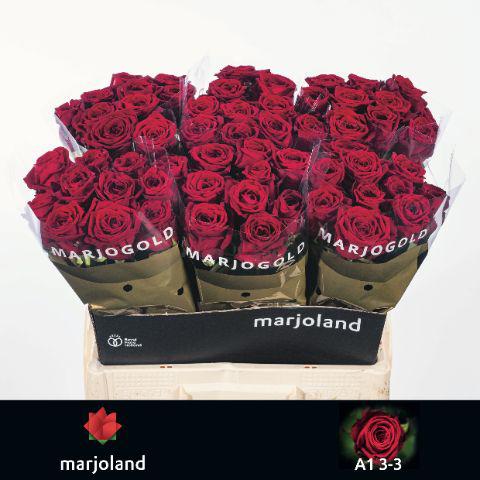 10x Rosa red naomi! 60cm