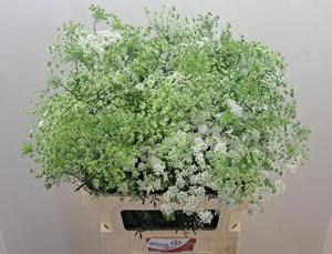 20x Ammi majus 80cm