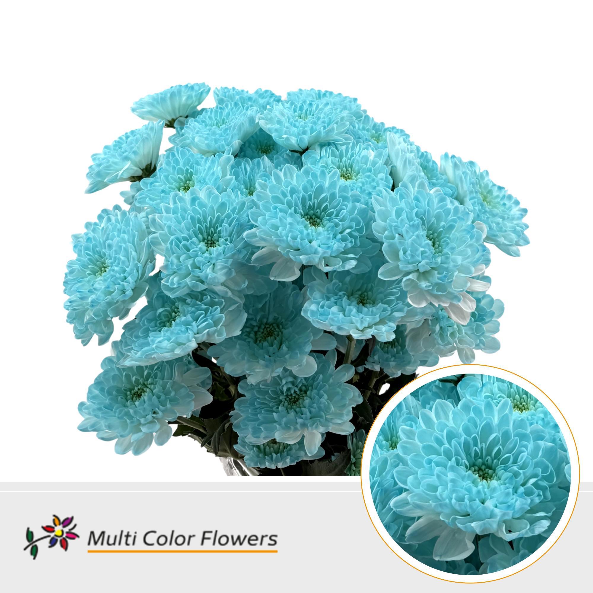 10x Chrysant overig 60cm