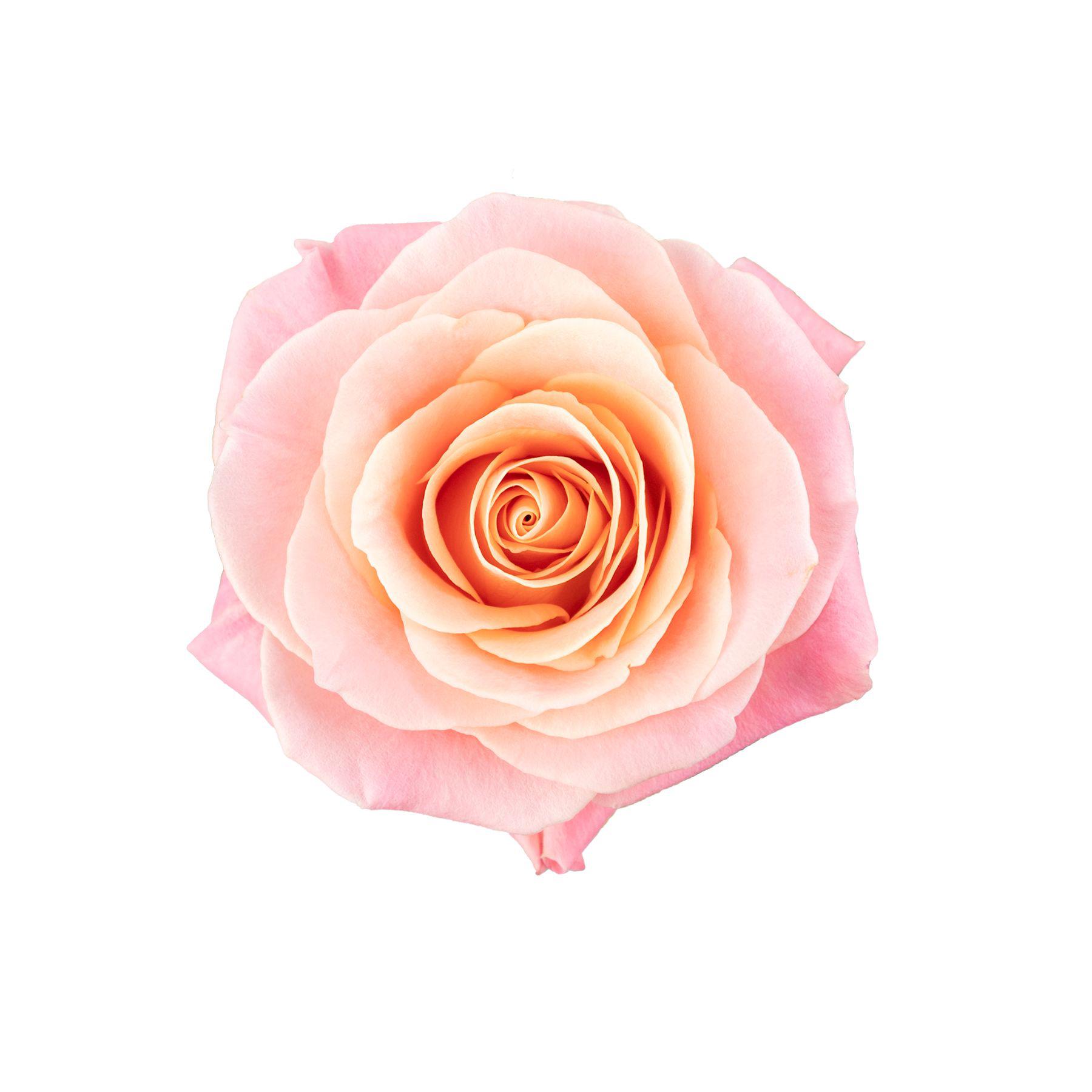 10x Rosa miss piggy+ 50cm