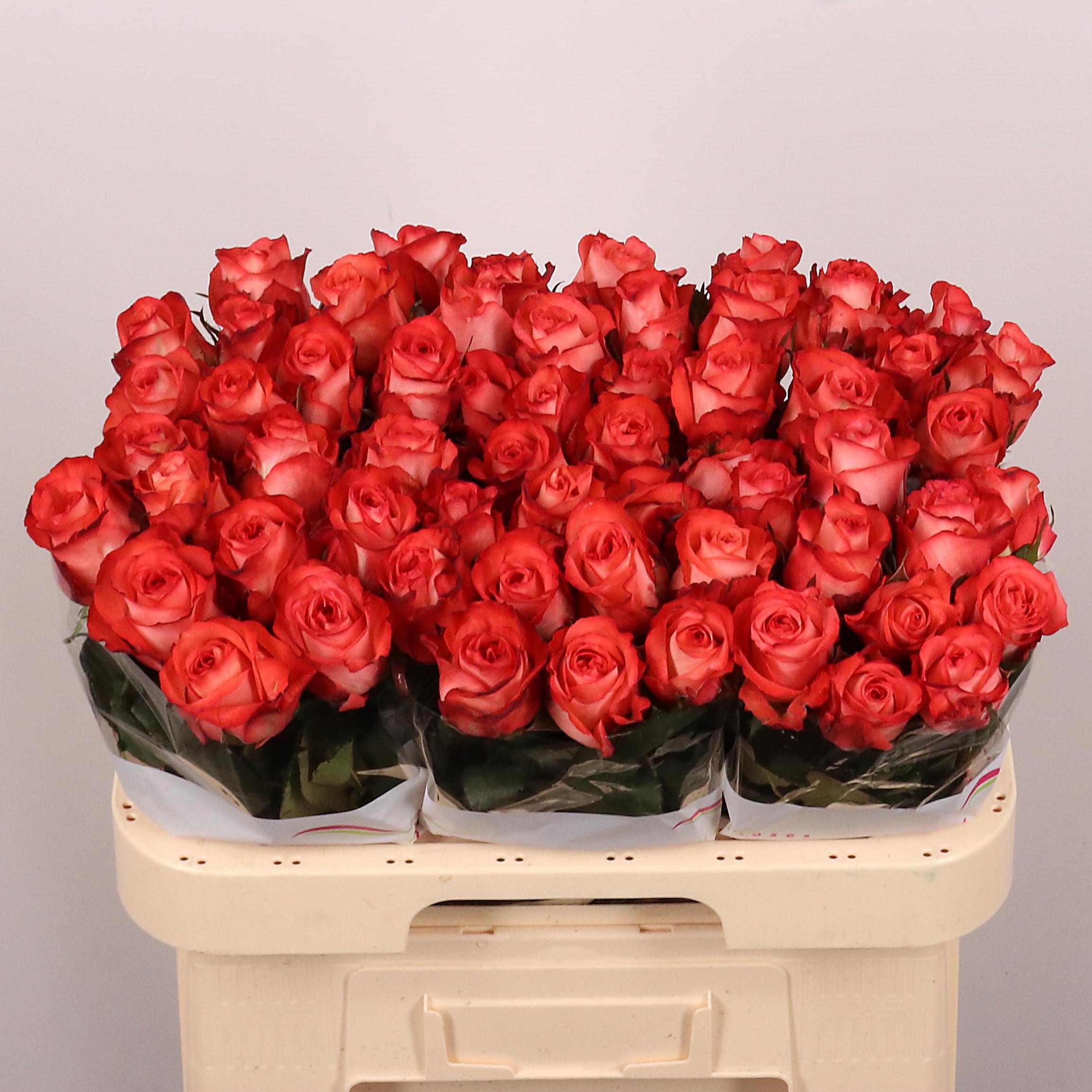 20x Rosa icon 60cm