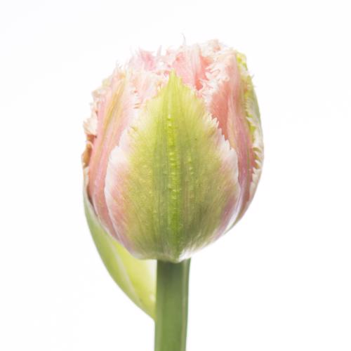 50x Tulipa queensland gf 30cm