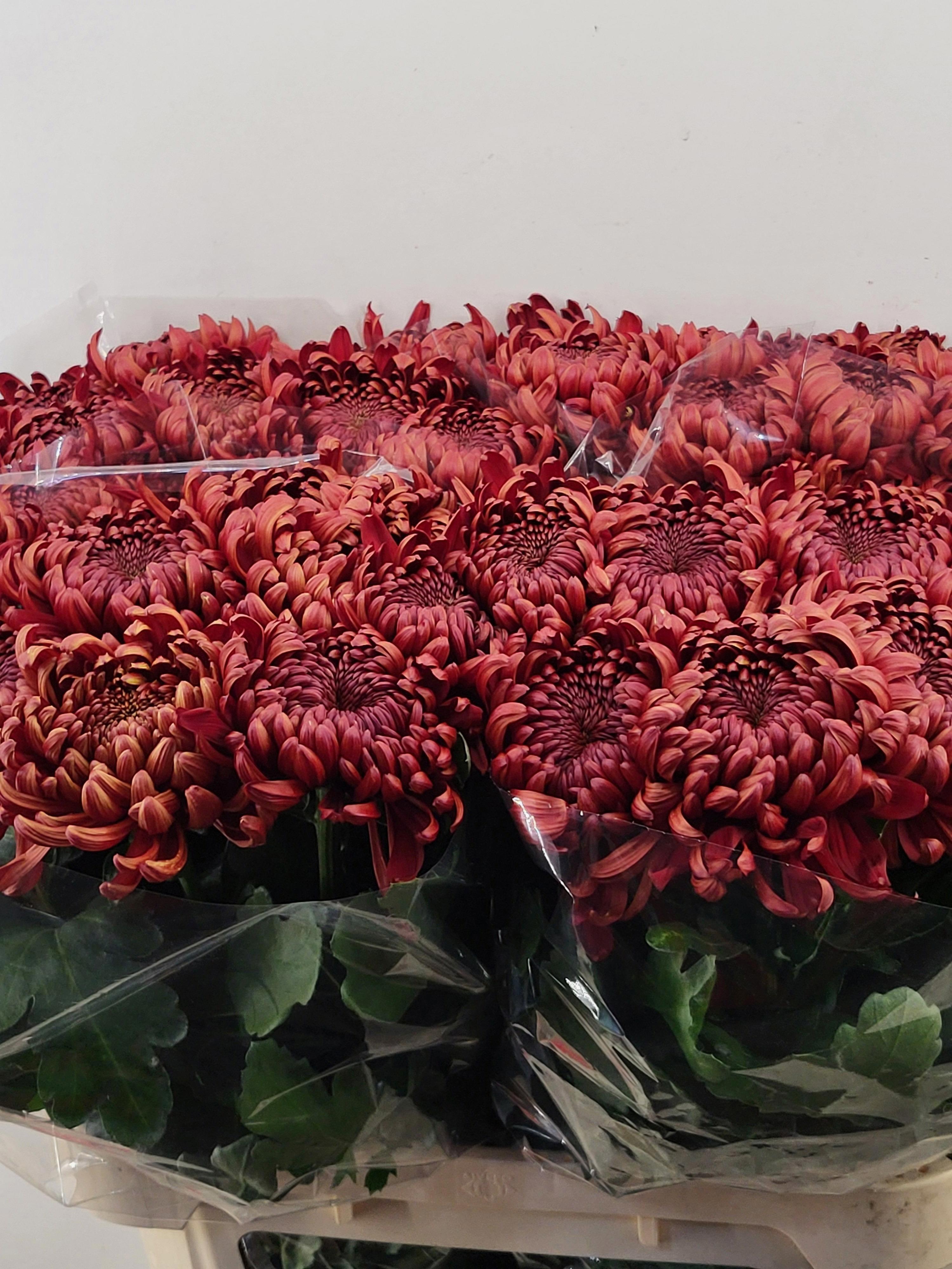 10x Chrysant ankara red g 70cm