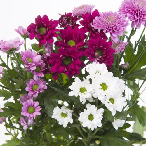 25x Chrysant san.mix vast sweet 5 kleuren 50cm