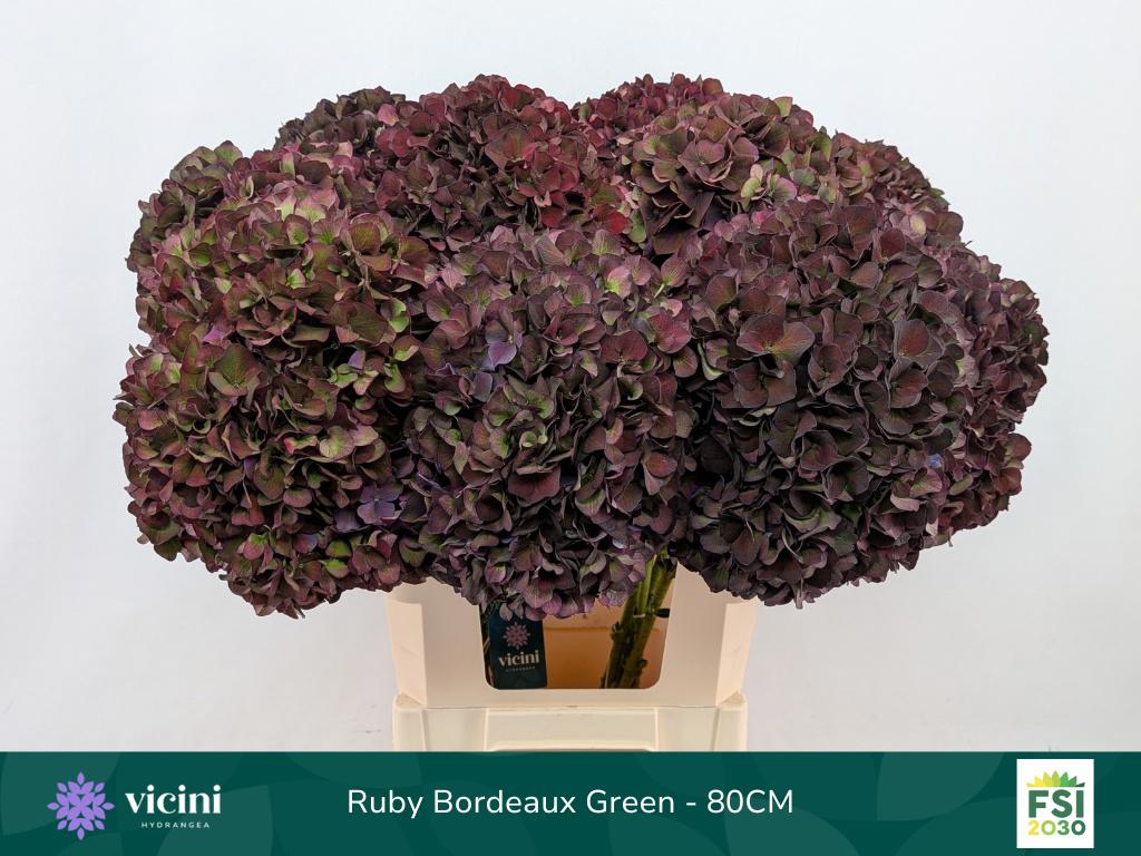 10x Hydr.mag.rubyred paars classic 80cm