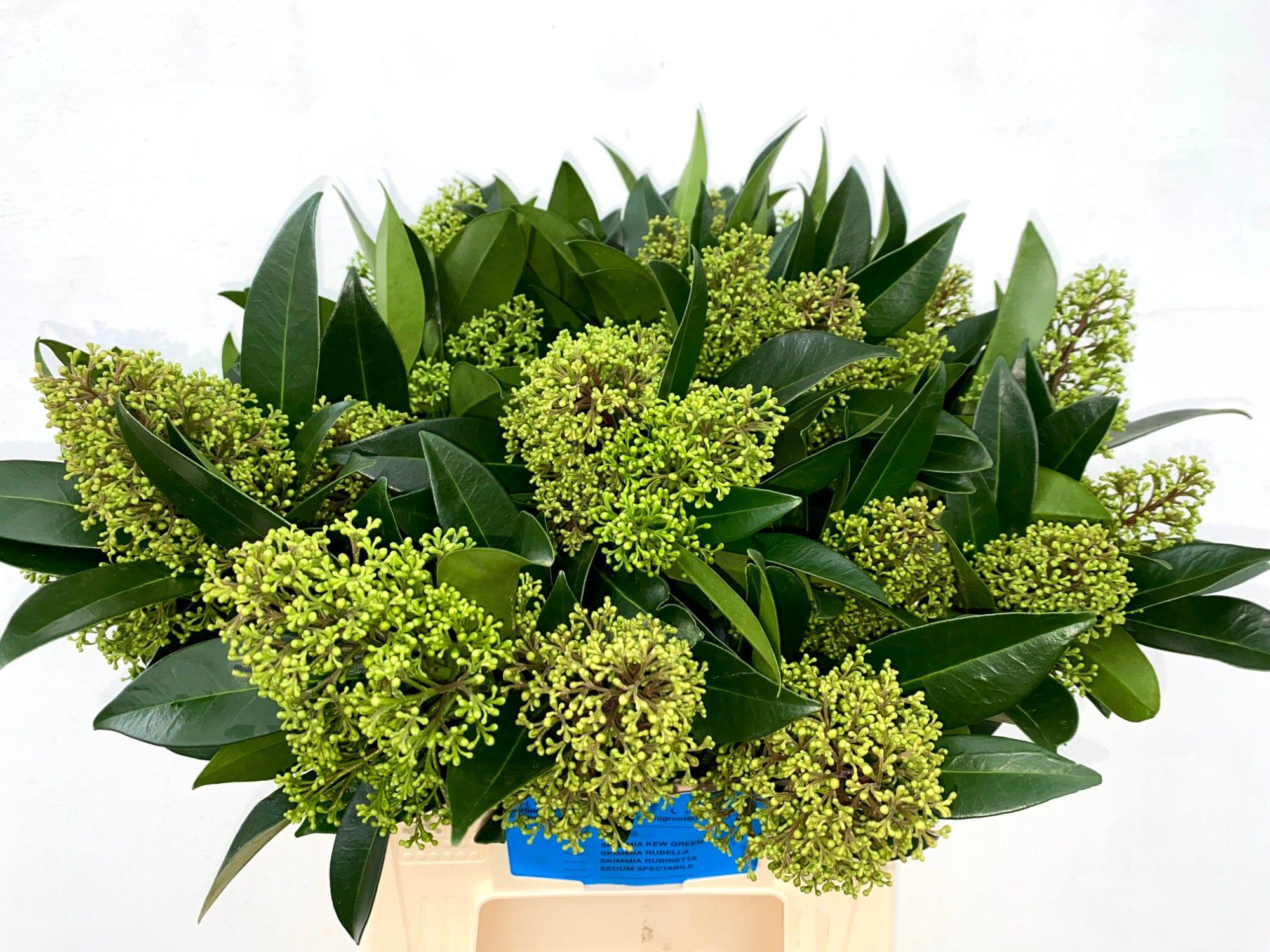 25x Skimmia kew green 40cm