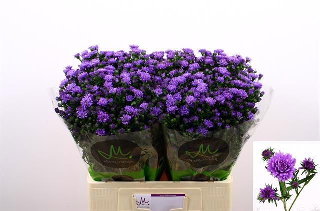 25x Aster astee dark milka 60cm