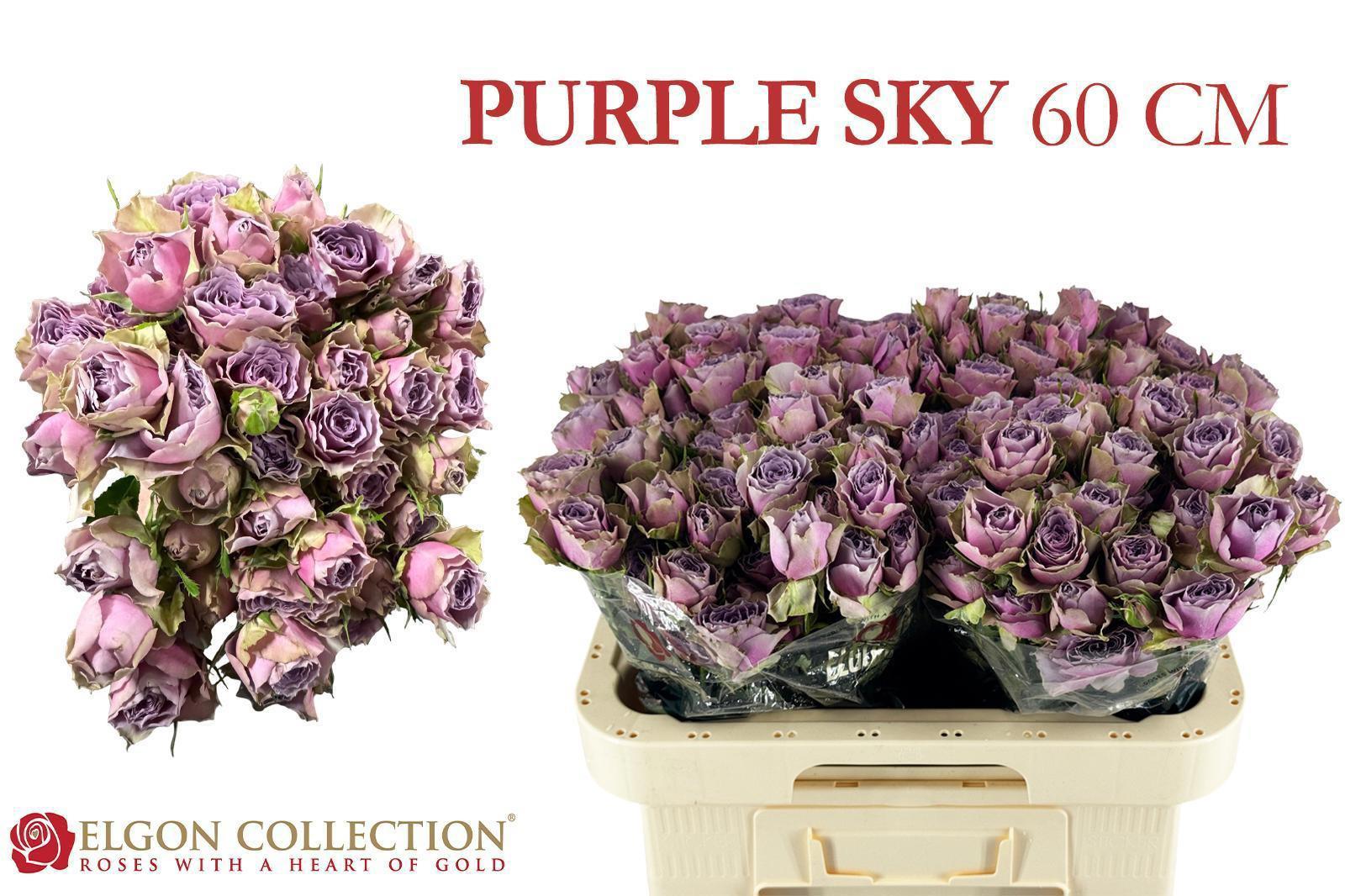 10x Rosa purple sky 60cm
