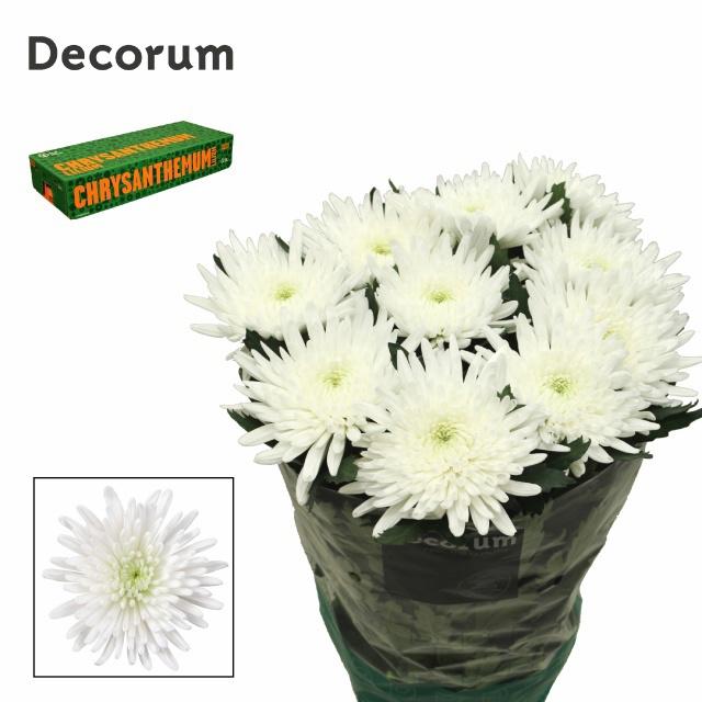 10x Chrysant topspin 70cm