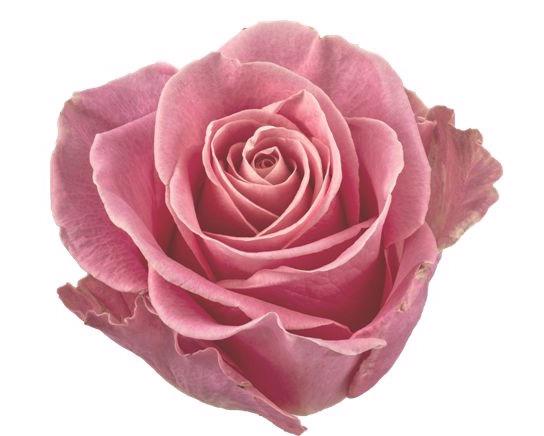 25x Rosa hermosa+ 50cm