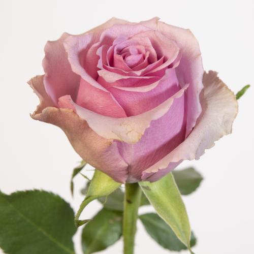 10x Rosa paranita 50cm