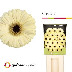 25x Germ.casillas+ 70cm