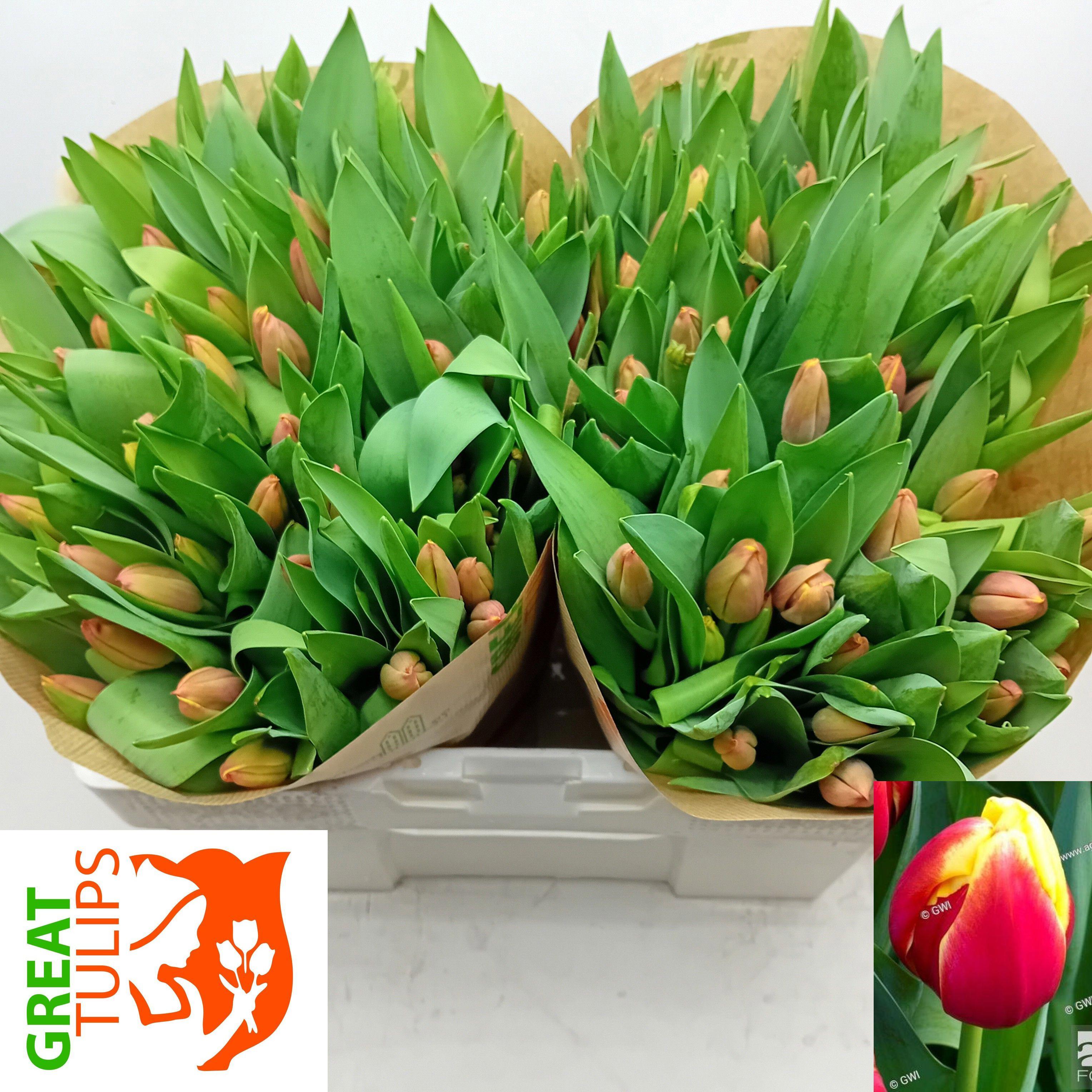 50x Tulipa furand dream en 40cm