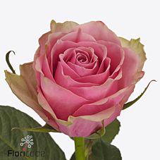 20x Rosa athena royale 30cm