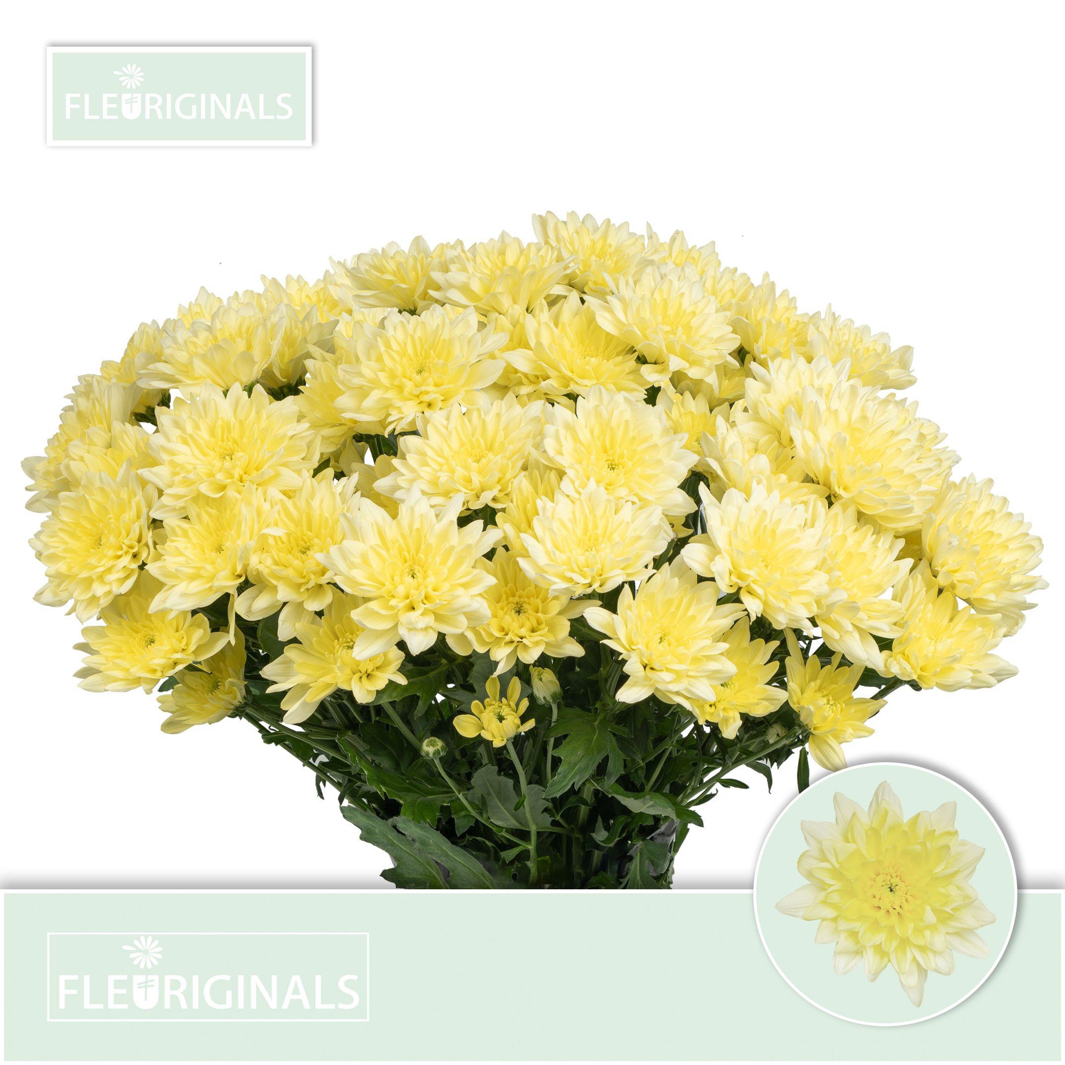 10x Chrysant baltica cream 70cm