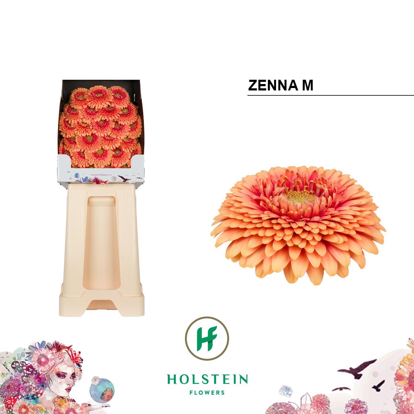25x Germ.gerponi zenna m 70cm