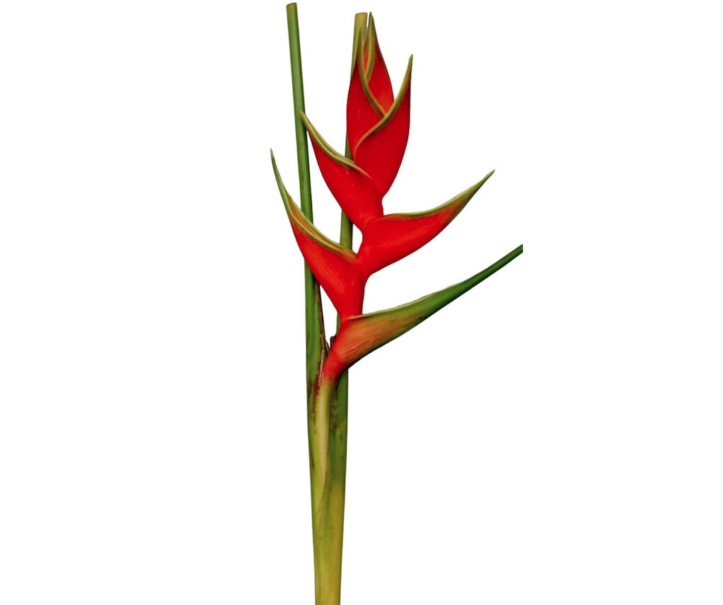 2x Helic.wagneriana red 70cm