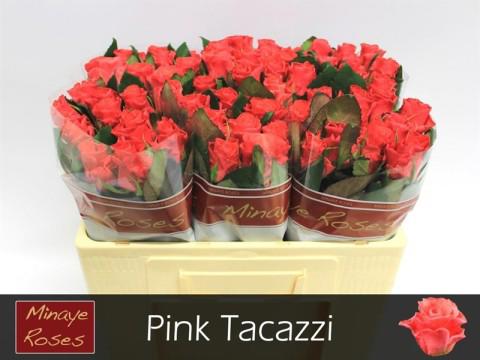 20x Rosa pink tacazzi+ 50cm