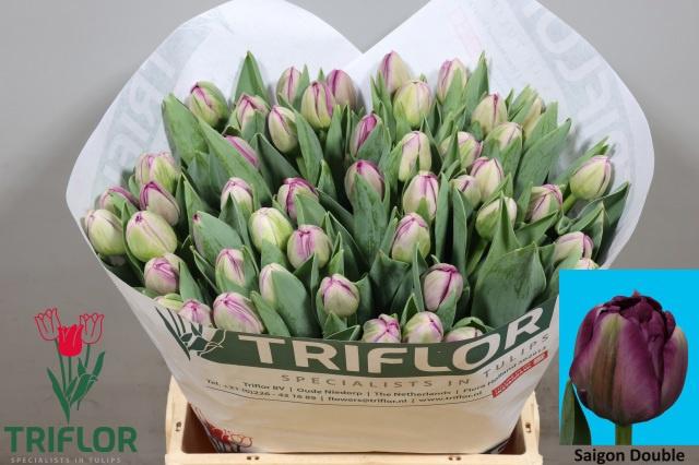 50x Tulipa saigon double du 40cm