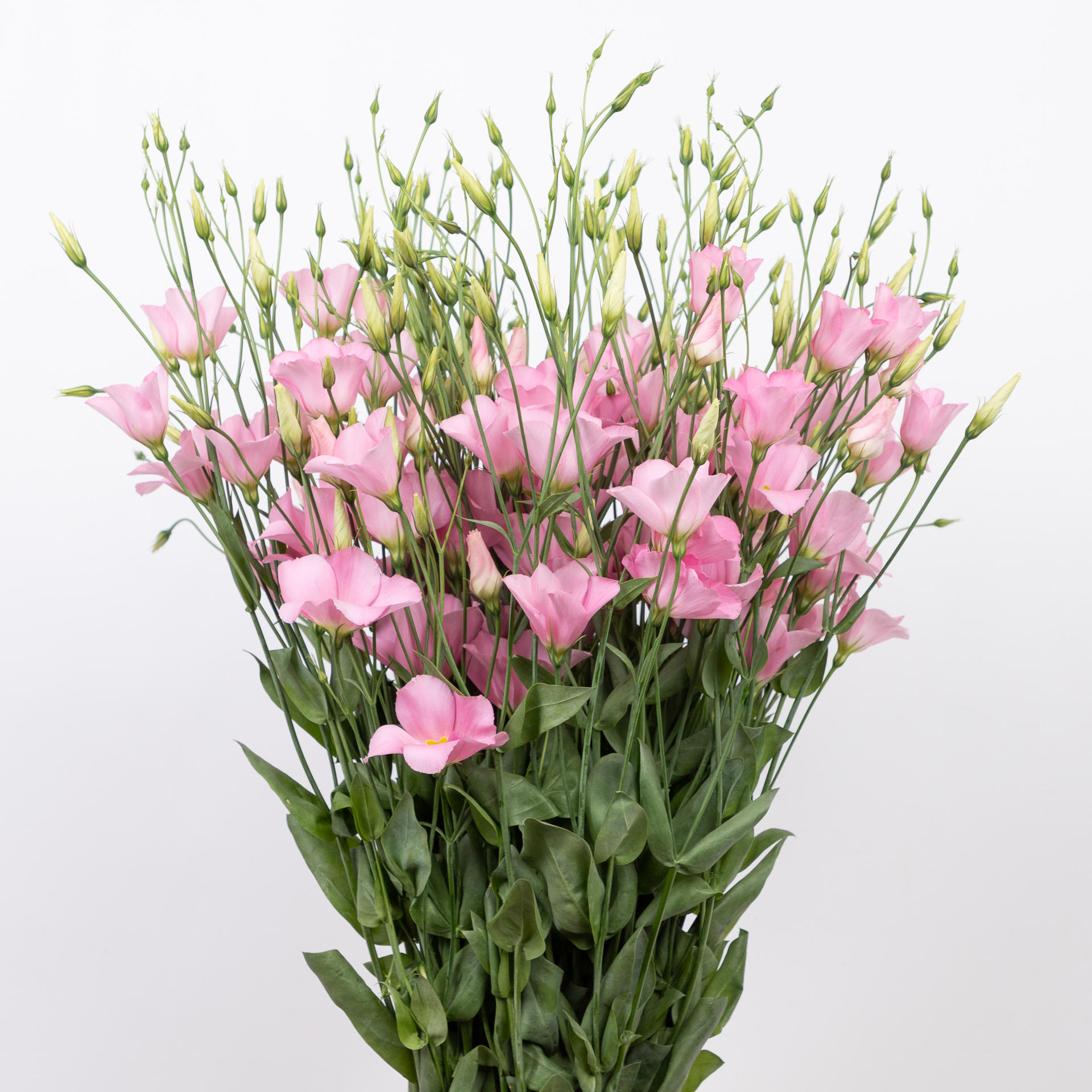 10x Eust.botanic pink en 70cm