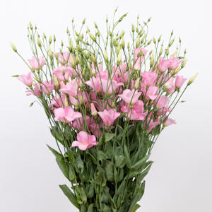 10x Eust.botanic pink en 70cm