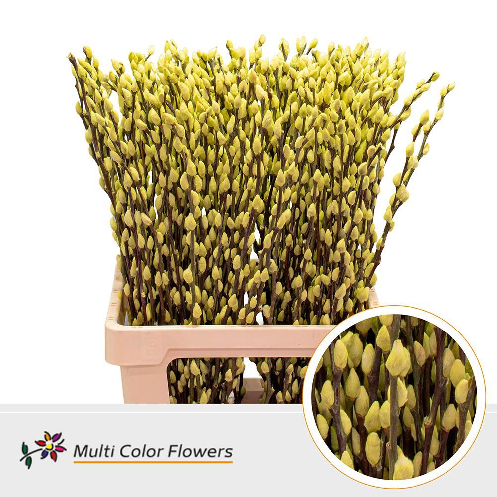 50x Tk salix katjes creme 70cm