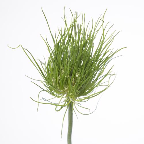 10x Allium catweazle 70cm