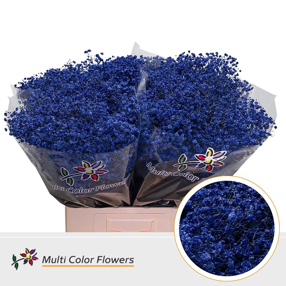 25x Gipskruid xlence blauw 70cm
