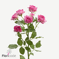 10x Rosa bonbon! 60cm