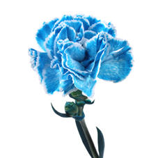 20x Dian.st. sky blue 60cm